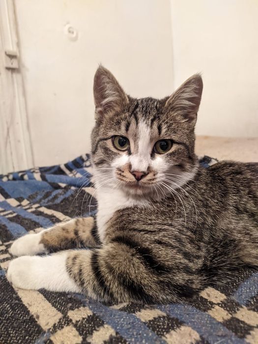 Котенок мальчик, подросток