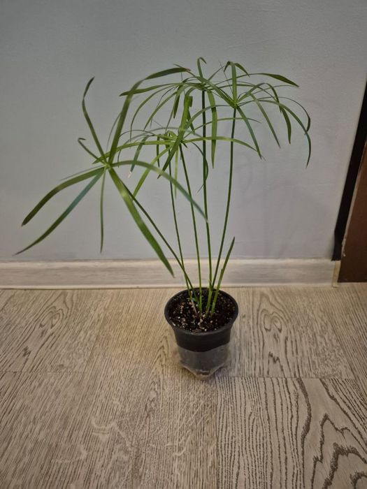 Продам циперус , псевдэрантумем и бамбук