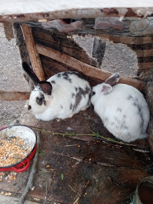 Iepuri albi cu negru stok