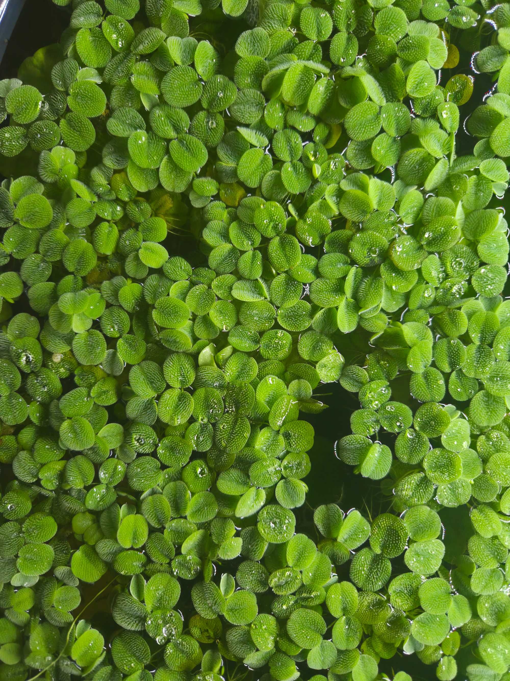 Плаващи водорасли за аквариум Salvinia minima