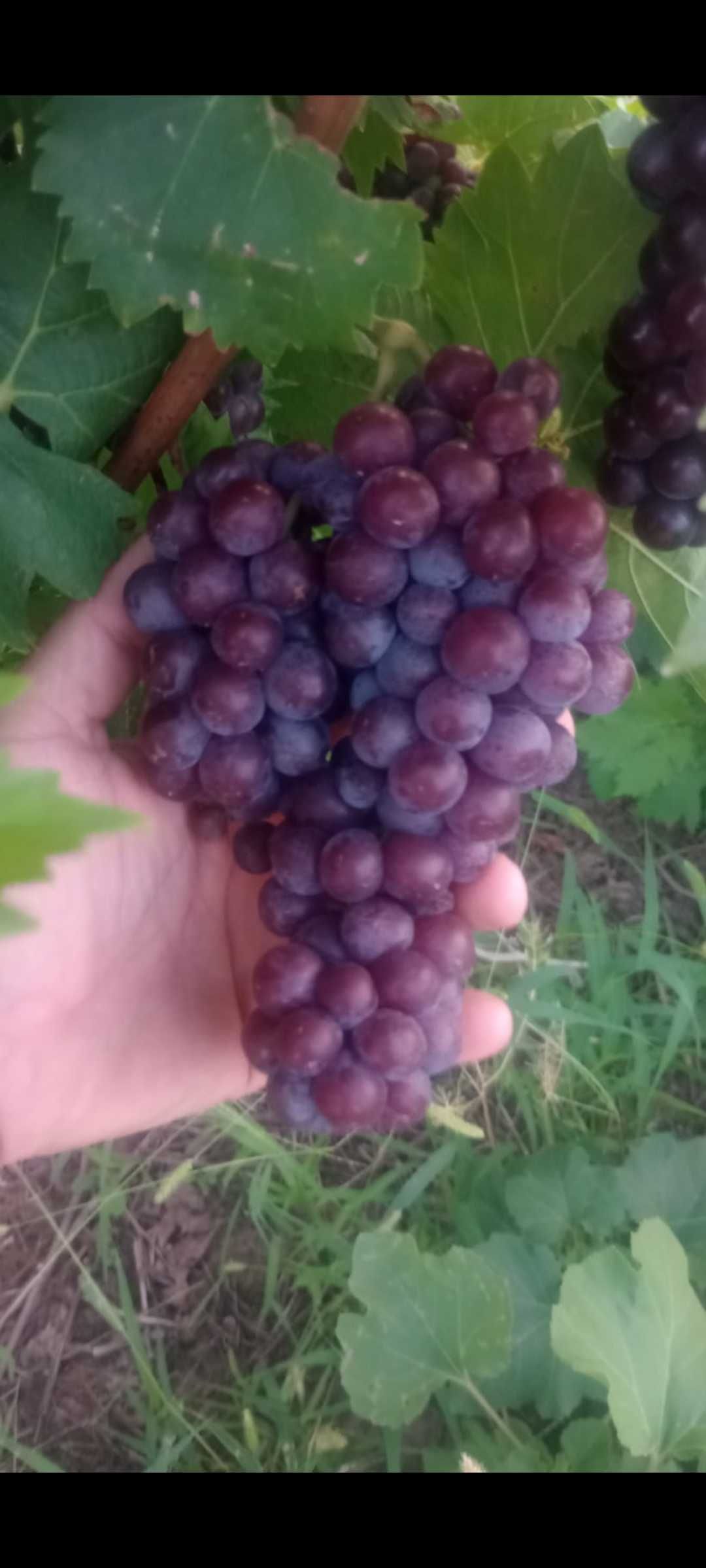 Struguri de Vin/Masa  de Vanzare