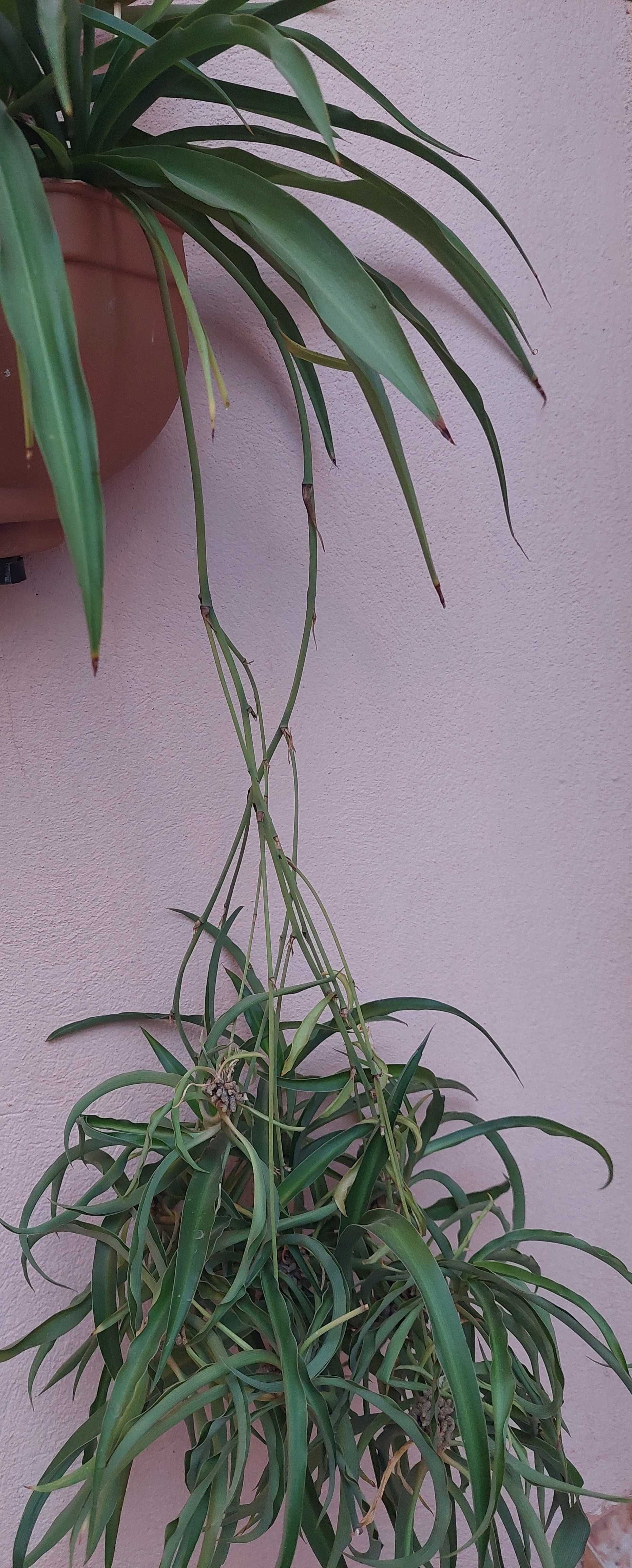 Plante Păianjen  Voalul Miresei Clorophytum
