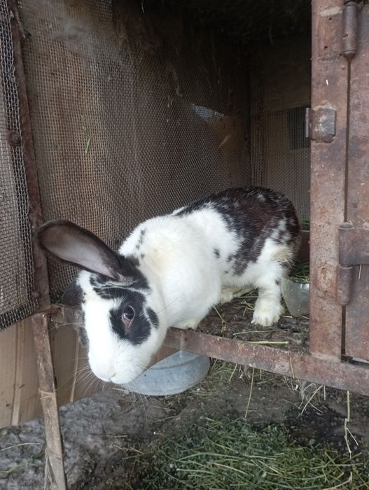 Продажа Кроликов