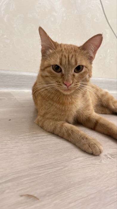 Кошка 6-7 месяцев