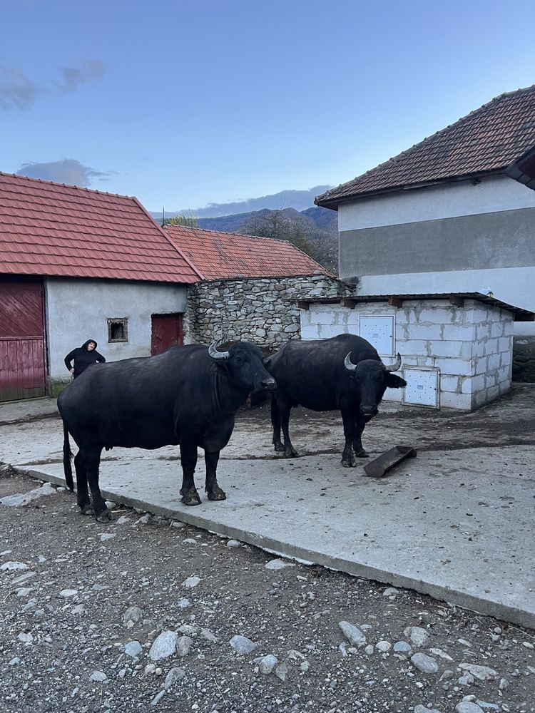 vând bivolițe gestante și una încă are lapte