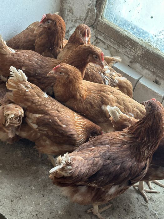 Тауык ломан браун.