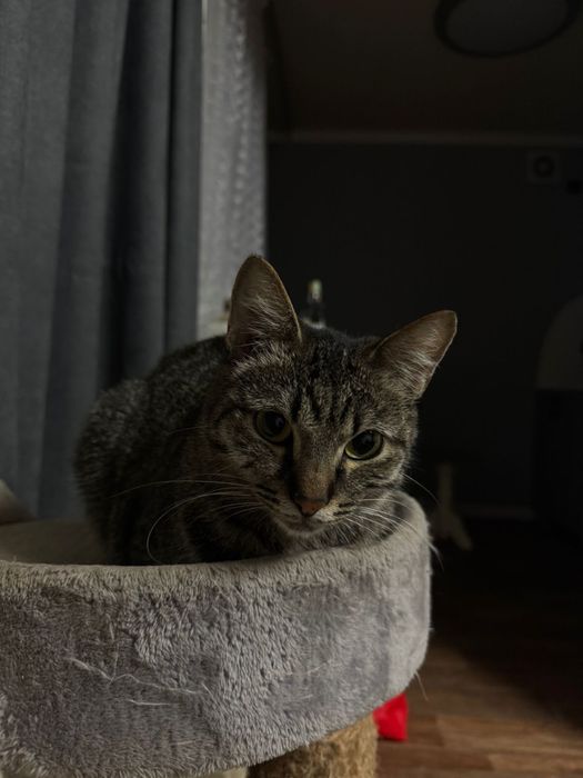 Отдам в добрые руки