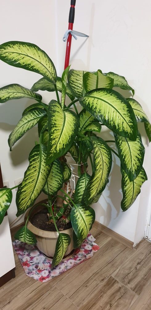 Floare de apartament - Dieffenbachia