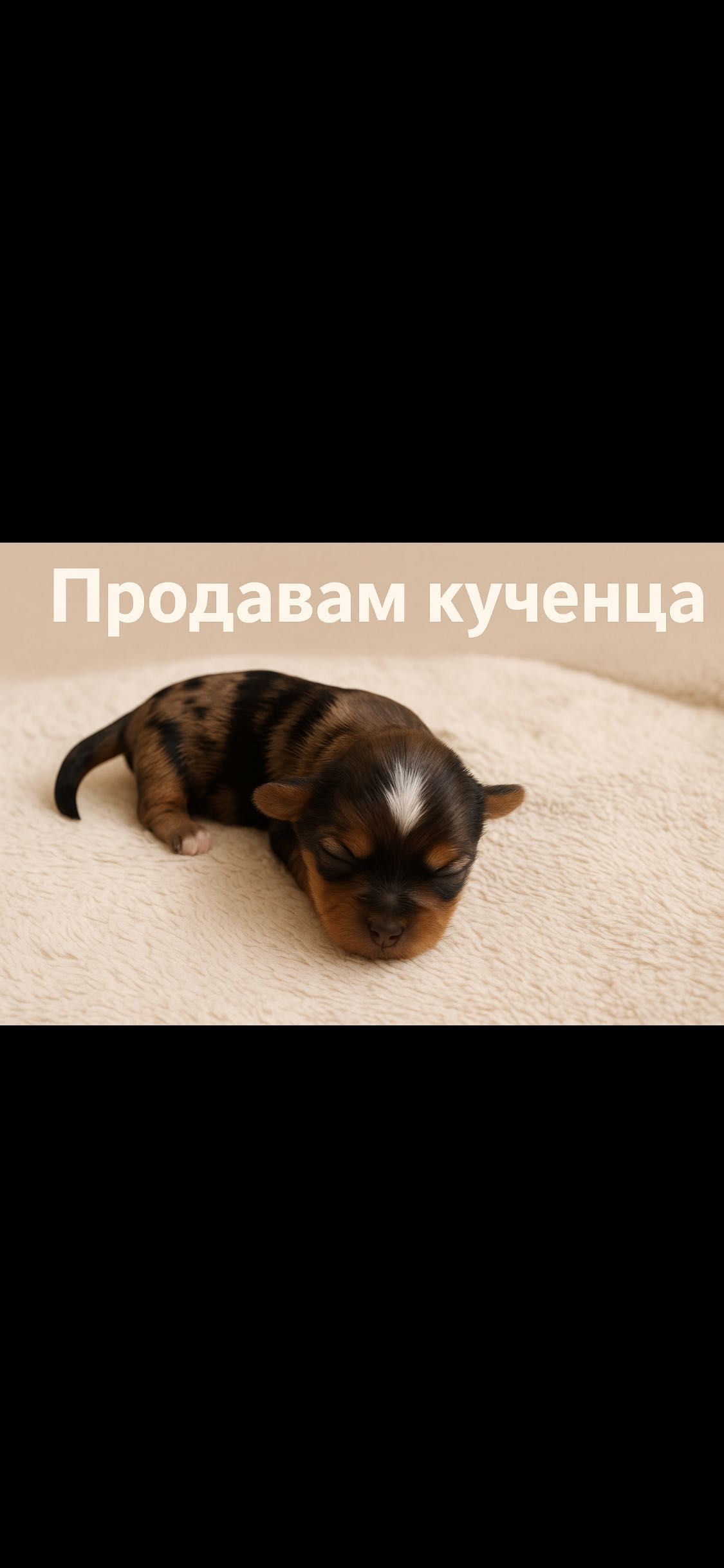 Малки сладки Йоркита