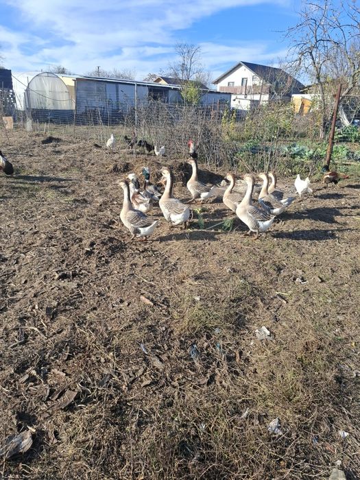 Gâște lesesti sau mute