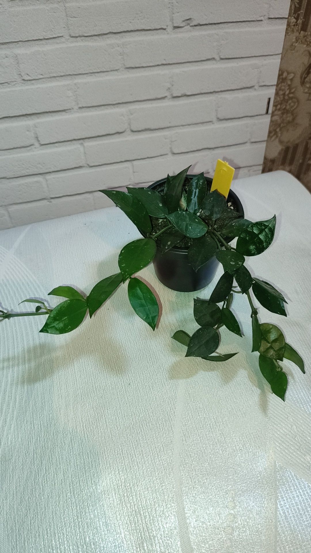 Продам хойи сортовые