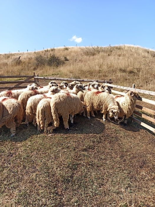 Oi țurcane ,tinere, frumoase