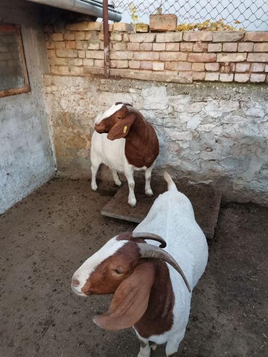 Продавам заплодени кози