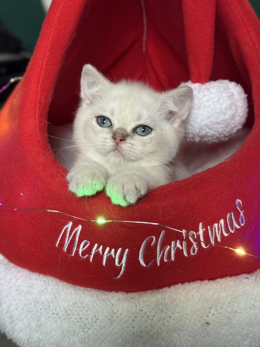 British Shorthair Mascul