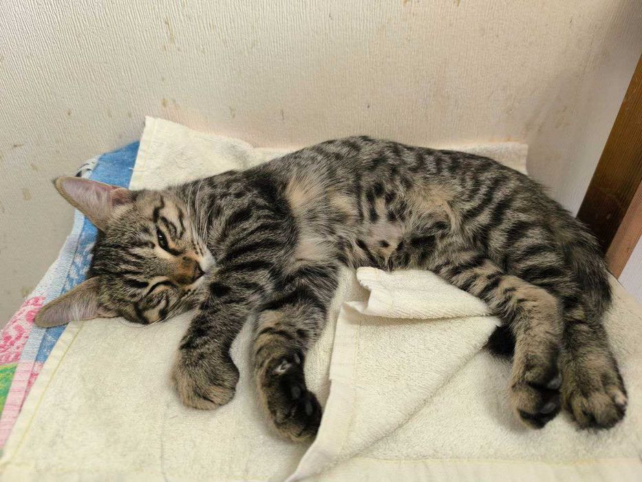 Отдаётся даром очень красивый котёнок
