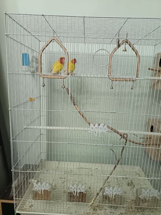 СРОЧНО!!! Продаются Неразлучники и Кореллы. Дешево