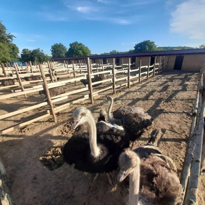 Familii de strut reproducatoare premium de 3 ani