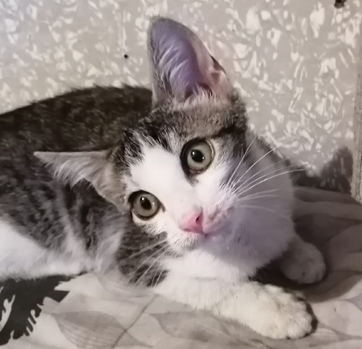 Котята мальчики ищут дом