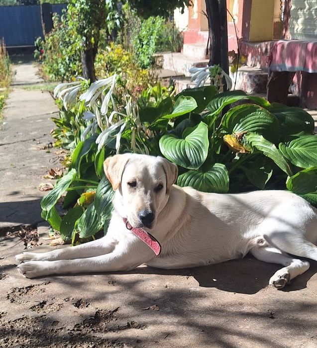 Oferta Labrador Retrever, puiut, la un pret modest