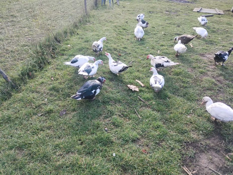 Gâște americane, bibilici și rațe mute (leșești)