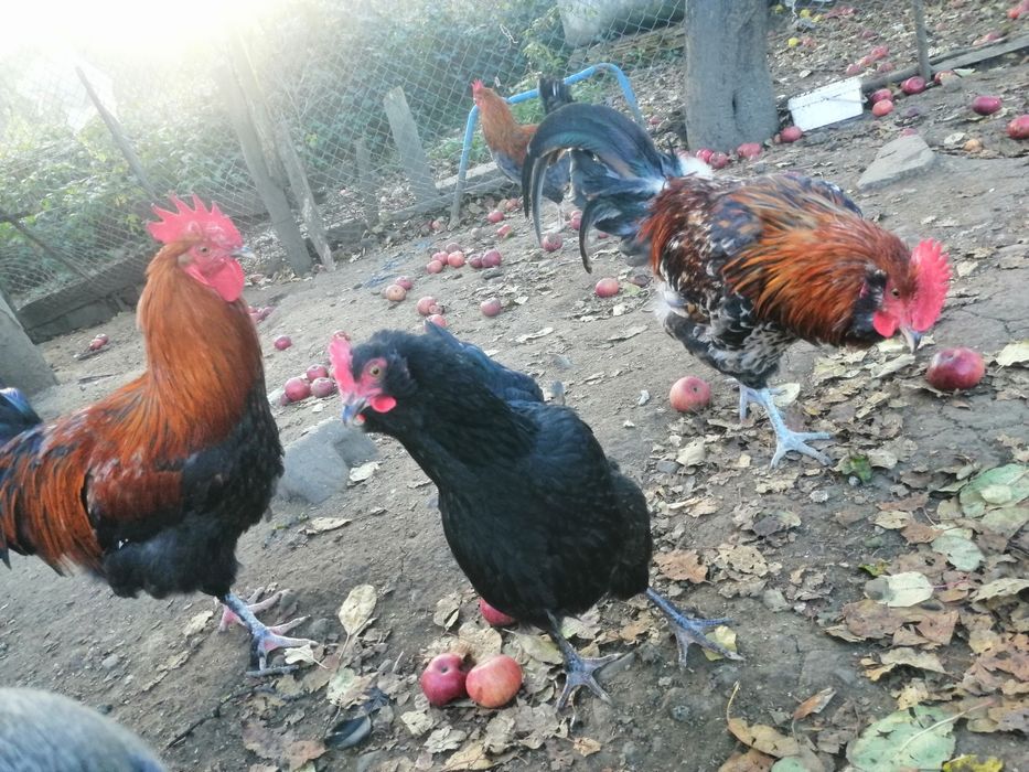 Vând cocoși de diferite rase