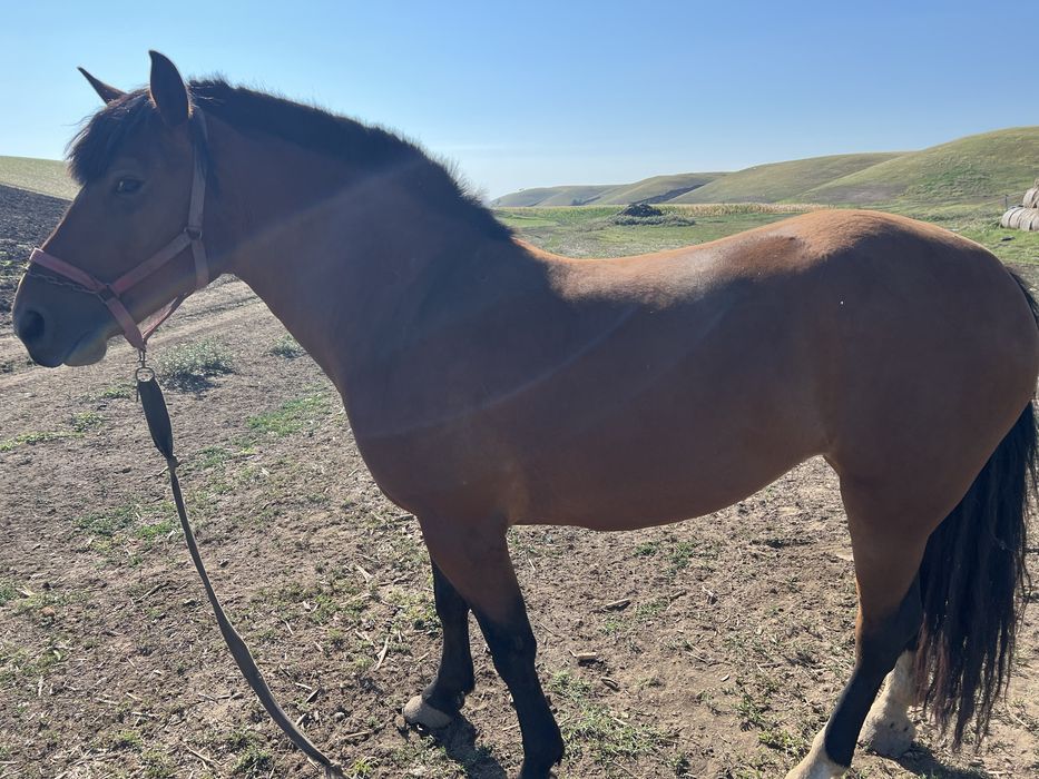 Vand sau schimb iapa