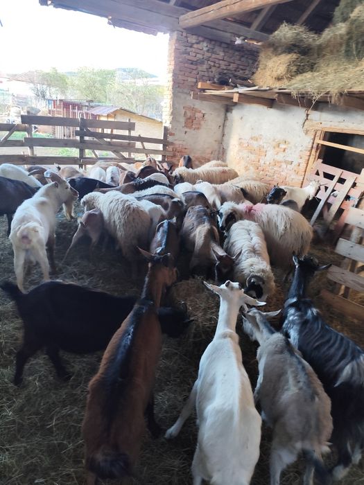 Vând capre bune de lapte