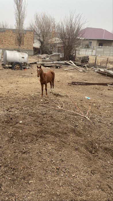 Жабағы сатылады еркек