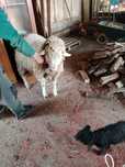 Vand carlani de carne,mai multe detali la telefon