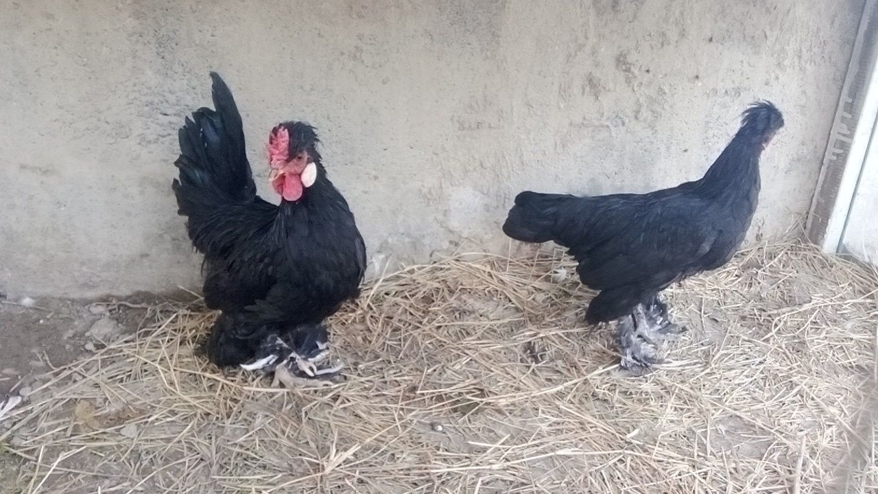 Yaponlar sotiladi