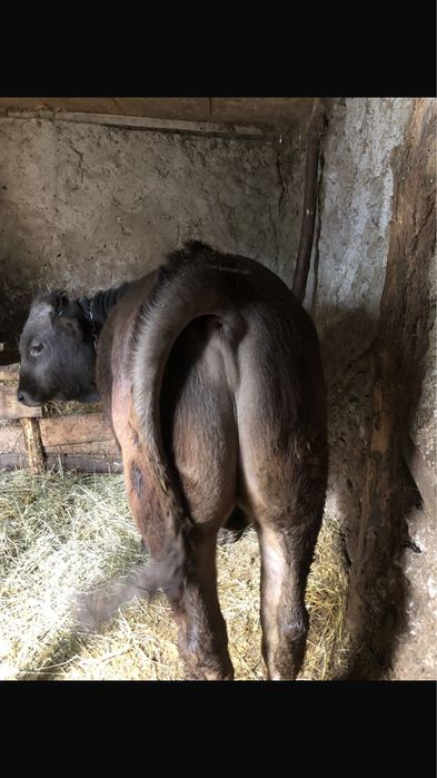 Vand bou rasa brună