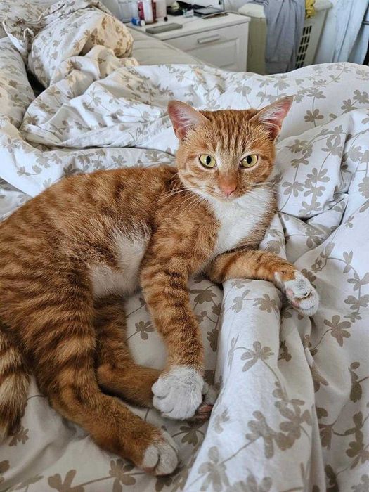 Прибилась кошка. Нужен дом. Срочно!