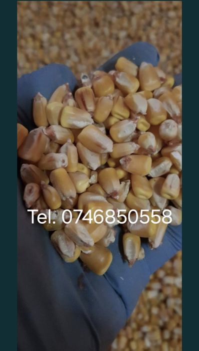 Porumb productie 2025