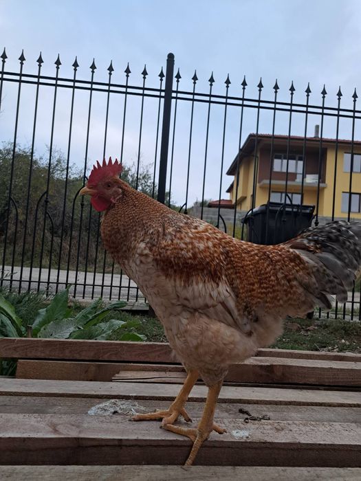 Петлета на 6 месеца