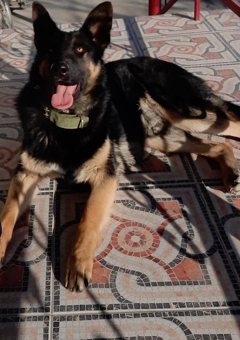 Немецкая овчарка. Вязка.