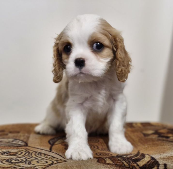 Кавалер Кинг Чарлз Шпаньол FCI