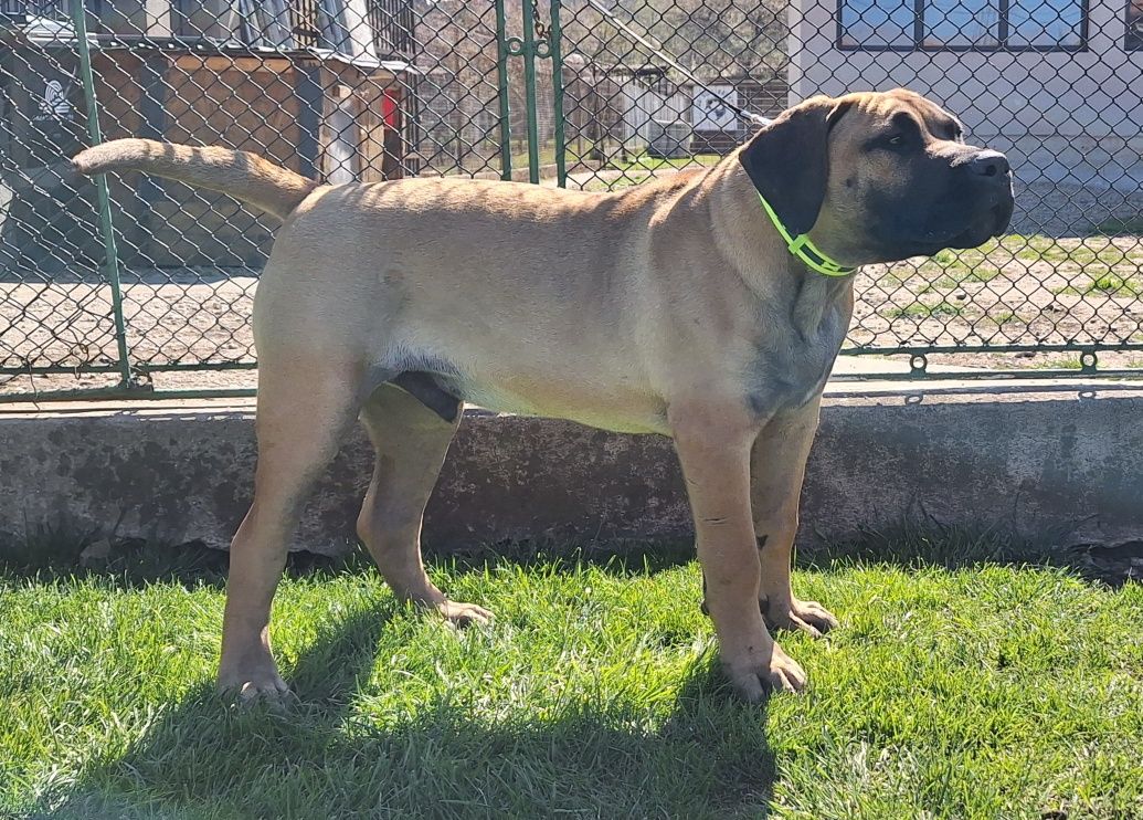 Vând cățel presa canario