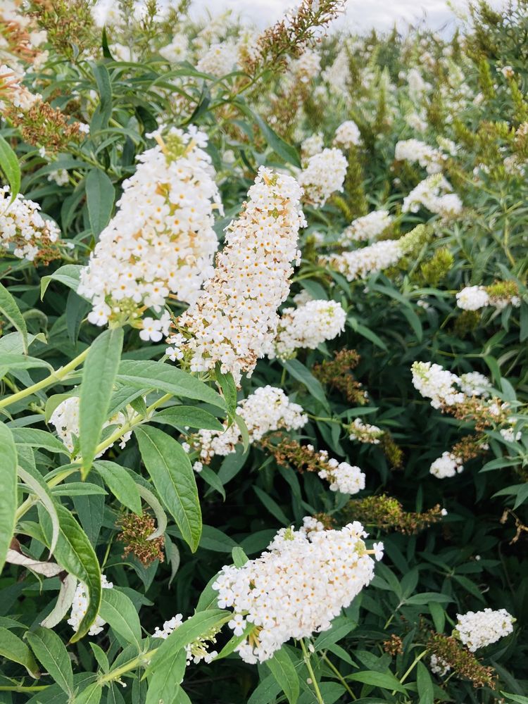 Liliacul de vara - Buddleja Davidii - Arbust ornamental