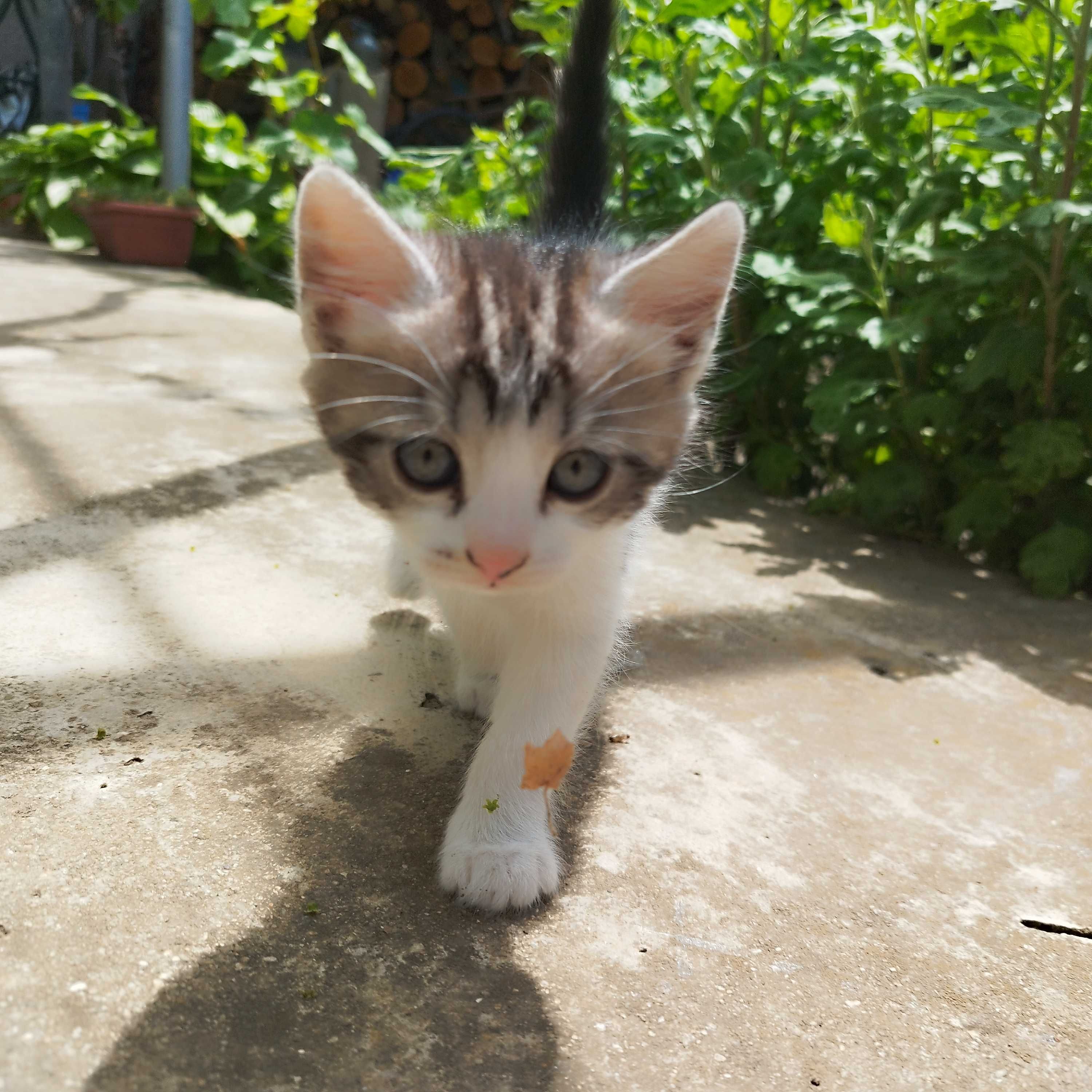 Котенца - две котенца се подаряват