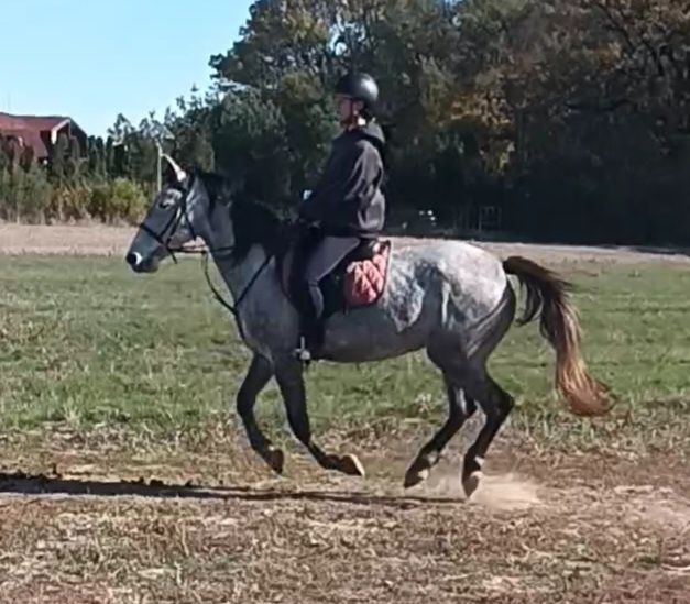 Calarie echitatie agrement