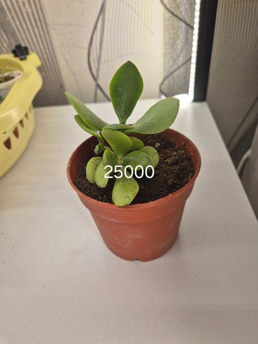 Продаётся комнатные цветы