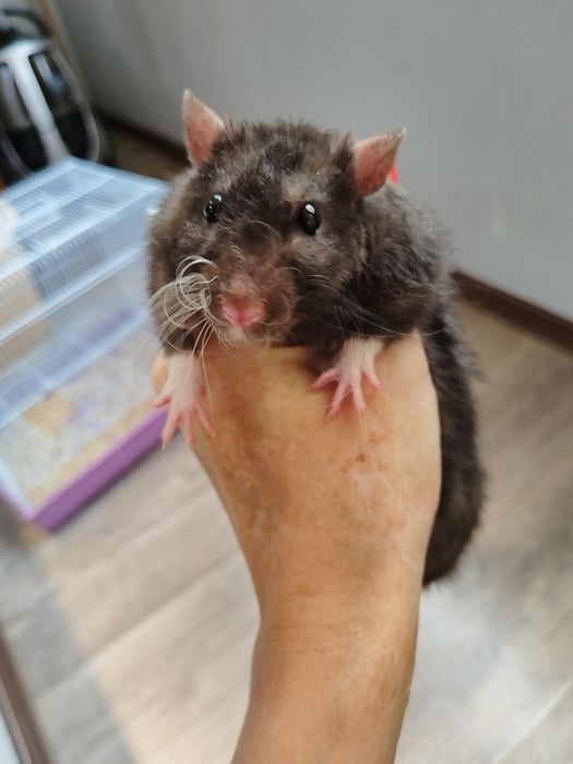 Отдаю Крыску в добрые руки