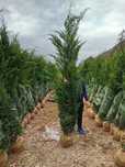 Vând tuia leylandii suntem producător oferim livrare gratuita în toată