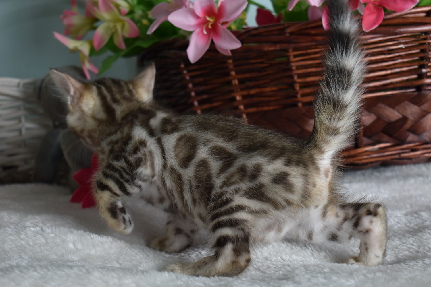 Bengal snow mink color