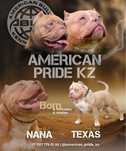Шенки Американских булли ABKC AMERICAN PRIDE