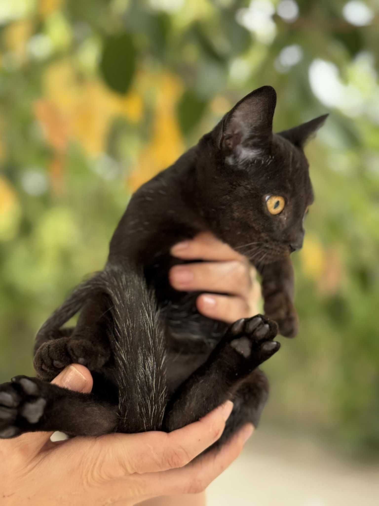 Коте търси дом София
