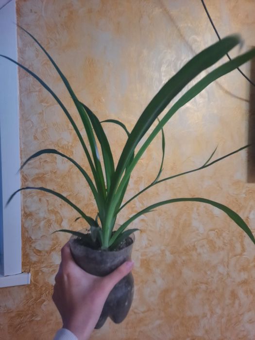 Комнатные растения