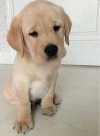 Labrador retriever femela