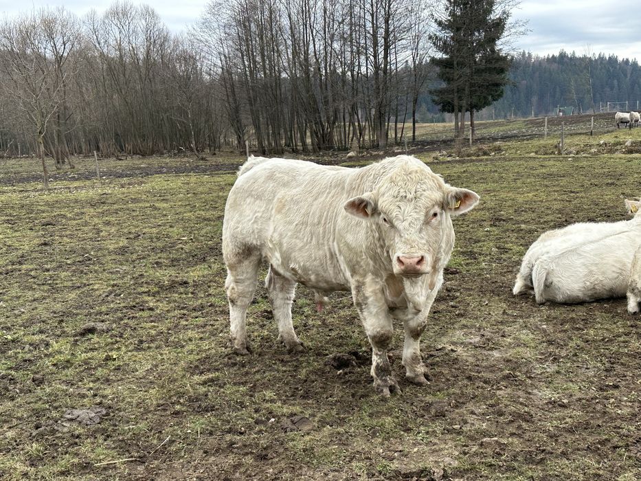 De vânzare taur Charolaise pentru montā.