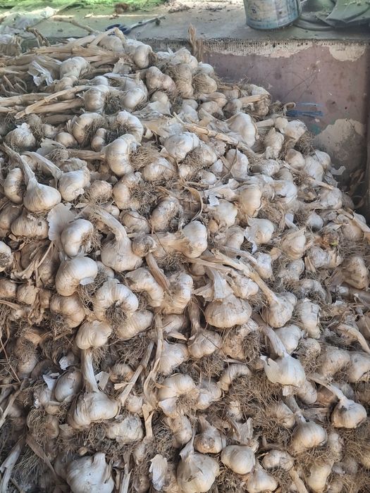 Usturoi de sămânță